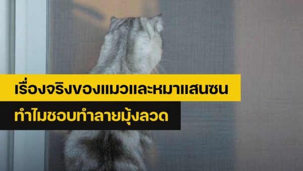 แมวและหมาซน